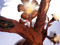 Bonsai trees